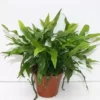 Microsorum Diversifolium 2 Microsorum Diversifolium -Garden Care Supply Store microsorum diversifolium 600x599 61f2fb843c8ac l
