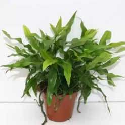 Microsorum Diversifolium