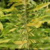 Nephrolepis Exaltata 'Tiger' 2 Nephrolepis Exaltata 'Tiger' -Garden Care Supply Store nephrolepis exaltata tiger 1125x1125 61f30ab3bd6c7 l