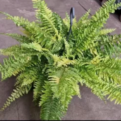 Nephrolepis Exaltata 'Tiger' -Garden Care Supply Store nephrolepis exaltata tiger 1125x1125 61f30ac545239 l