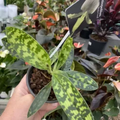 Paphiopedilum X Maudiae 'Femma' 7 Paphiopedilum X Maudiae 'Femma' -Garden Care Supply Store paphiopedilum femma 1536x1536 61f2b5b3a3b45 l