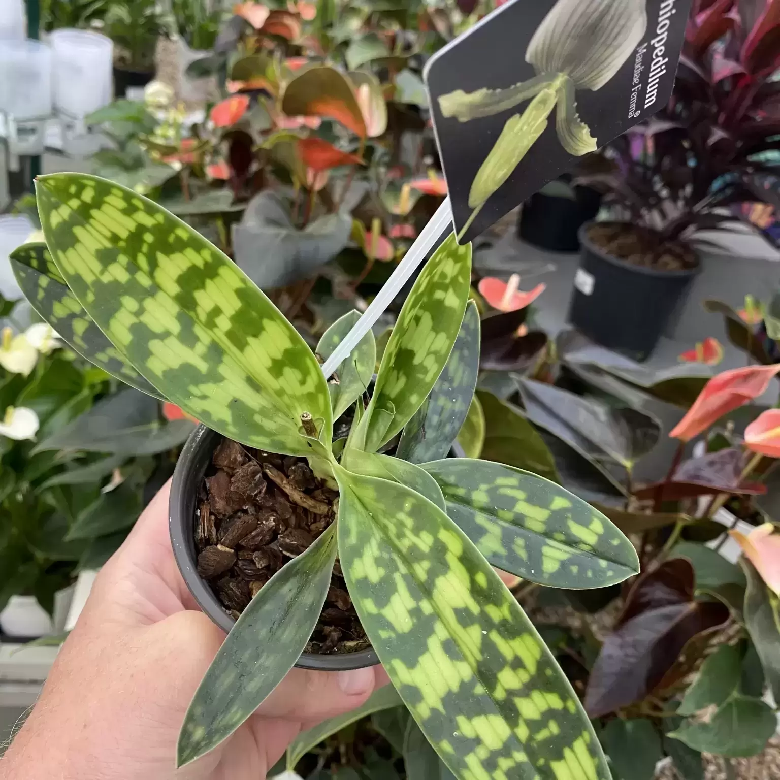 Paphiopedilum X Maudiae 'Femma' 5 Paphiopedilum X Maudiae 'Femma' - Image 3