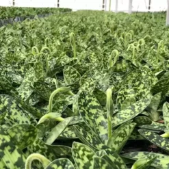 Paphiopedilum X Maudiae 'Femma'