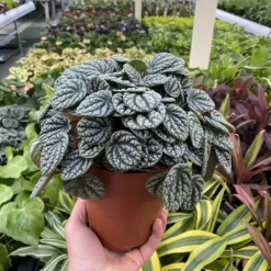 Peperomia 'Burbella' 11cm 6 Peperomia 'Burbella' 11cm -Garden Care Supply Store peperomia burbella 1601560224 1536x1536 61f2b5a89469f l