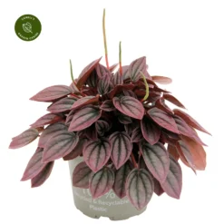 Peperomia Caperata 'Cayenne' 7 Peperomia Caperata 'Cayenne' -Garden Care Supply Store peperomia cayenne 1868x1868 64f7135b47fa6 l