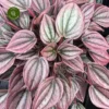 Peperomia Caperata 'Cayenne' 1 Peperomia Caperata 'Cayenne' -Garden Care Supply Store peperomia cayenne 3024x3024 64f7134ed516c l
