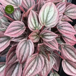 Peperomia Caperata 'Cayenne'