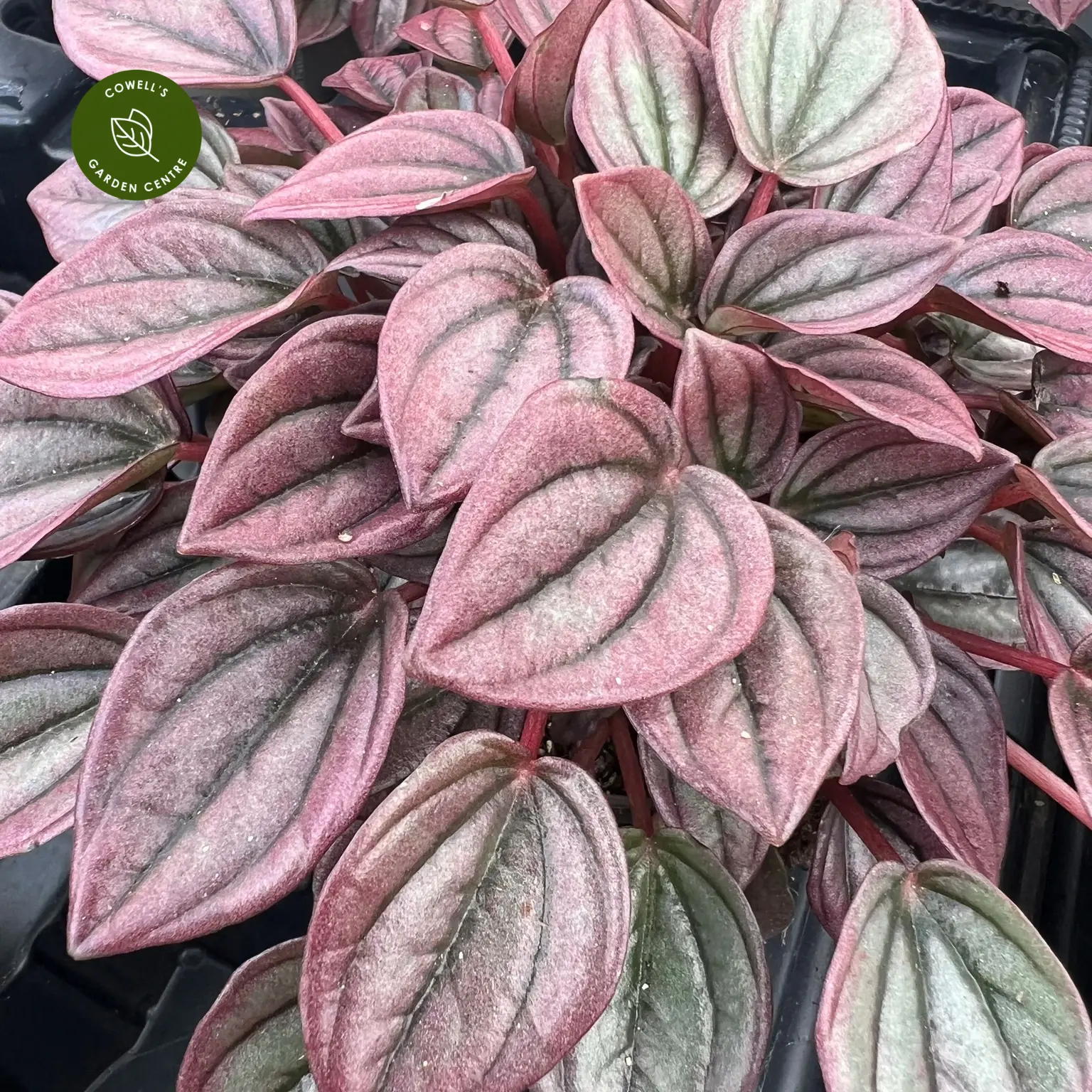 Peperomia Caperata 'Cayenne' 4 Peperomia Caperata 'Cayenne' - Image 2