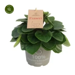 Peperomia Fraseri