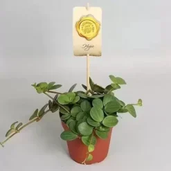 Peperomia 'Hope' 12cm 5 Peperomia 'Hope' 12cm -Garden Care Supply Store peperomia hope 1591730556 510x511 61f285aa0b07a l