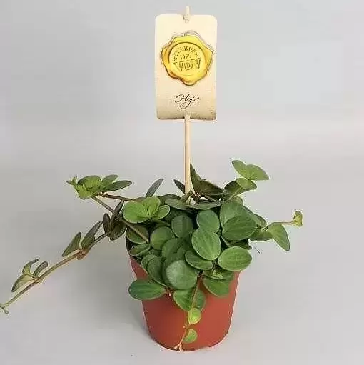 Peperomia 'Hope' 12cm 4 Peperomia 'Hope' 12cm - Image 2