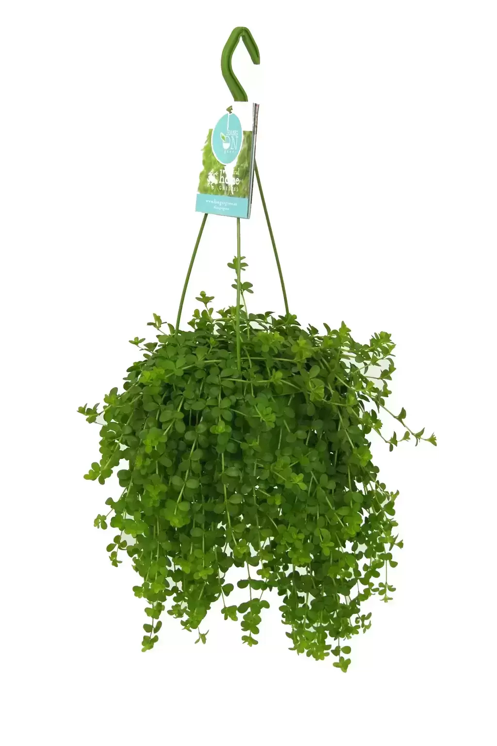 Peperomia 'Isabelle' 3 Peperomia 'Isabelle'