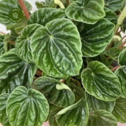 Peperomia Caperata 'Lilian' 12cm