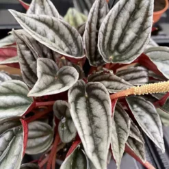 Peperomia Caperata 'Mendoza' 11cm