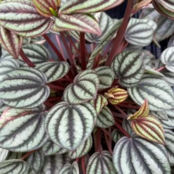 Peperomia 'Piccolo Banda' 11cm