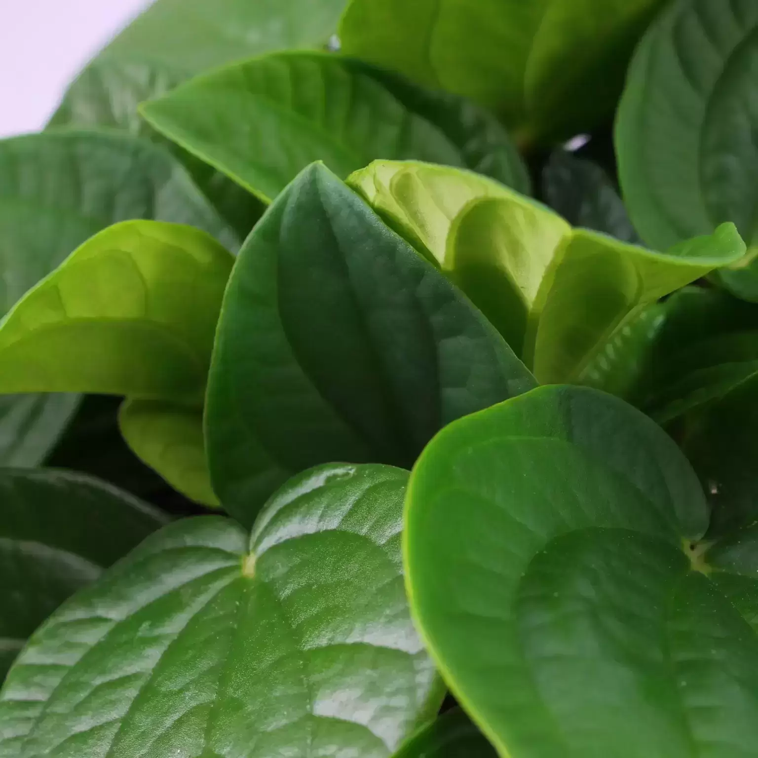 Peperomia Albovittata 'Rana Verde' 4 Peperomia Albovittata 'Rana Verde' - Image 2