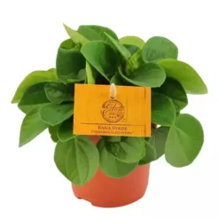 Peperomia Albovittata 'Rana Verde'