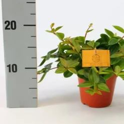 Peperomia Angulata 'Rocca Scuro' 12cm -Garden Care Supply Store peperomia rocca scuro 1000x1000 61f2642ac9846 l