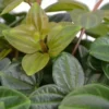 Peperomia Angulata 'Rocca Scuro' 12cm -Garden Care Supply Store peperomia rocca scuro 495x495 61f2642deaf08 l