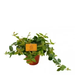 Peperomia Angulata 'Rocca Scuro' 12cm -Garden Care Supply Store peperomia rocca scuro 742x742 61f264295dd67 l