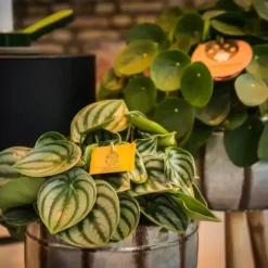 Peperomia Argyreia 'Watermelon' 12cm 8 Peperomia Argyreia 'Watermelon' 12cm -Garden Care Supply Store peperomia watermelon 1000x1000 63b5653cae6f9 l
