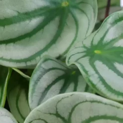 Peperomia Argyreia 'Watermelon' 12cm