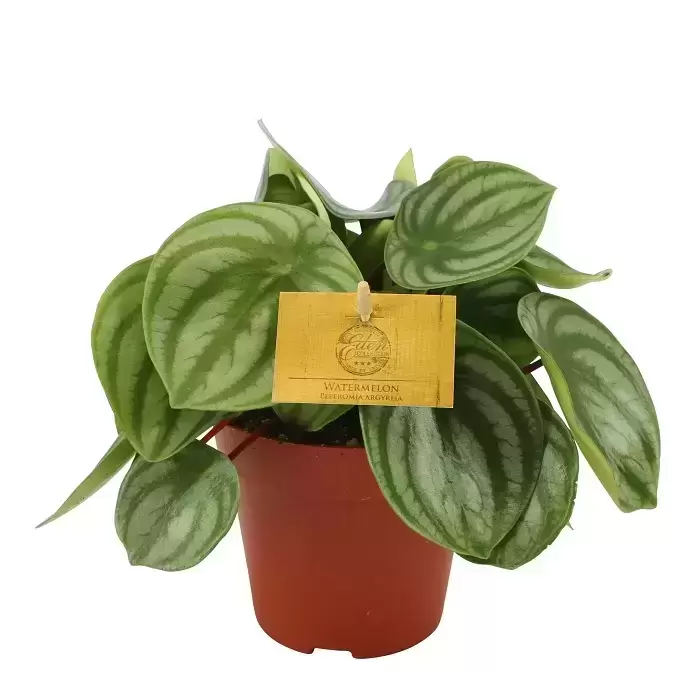 Peperomia Argyreia 'Watermelon' 12cm 4 Peperomia Argyreia 'Watermelon' 12cm - Image 2