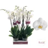 Phalaenopsis 'Cambridge' -Garden Care Supply Store phalaenopsis cambridge 1536x1536 61f3590dee5ef l