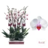 Phalaenopsis 'Castor' 2 Phalaenopsis 'Castor' -Garden Care Supply Store phalaenopsis castor 1536x1536 61f35913362e7 l