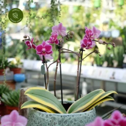 Phalaenopsis 'Magic Leaf'