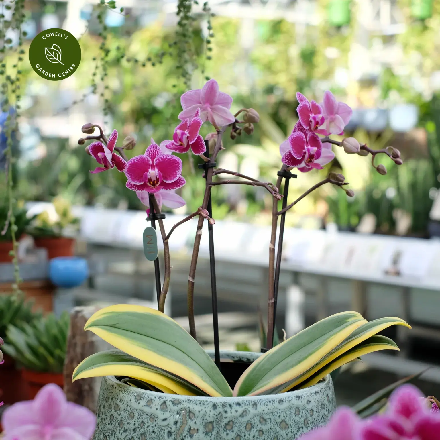 Phalaenopsis 'Magic Leaf' 3 Phalaenopsis 'Magic Leaf'