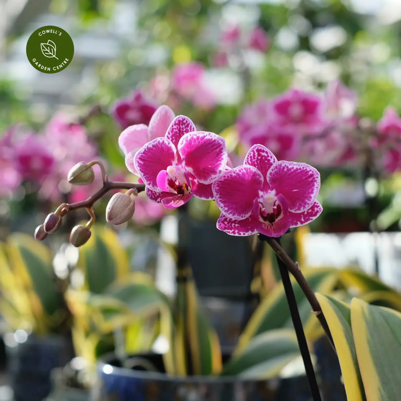 Phalaenopsis 'Magic Leaf' 4 Phalaenopsis 'Magic Leaf' - Image 2