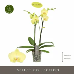 Phalaenopsis Optistar 'Ferrara'