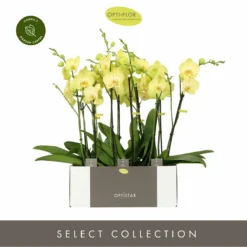 Phalaenopsis Optistar 'Ferrara' -Garden Care Supply Store phalaenopsis optistar ferrara 1200x1200 652cf4e7c83b0 l