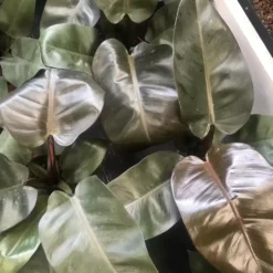 Philodendron 'Black Cardinal' 19cm -Garden Care Supply Store philodendron black cardinal 1632407711 1512x1512 61f267b7614fb l