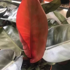 Philodendron 'Black Cardinal' 19cm -Garden Care Supply Store philodendron black cardinal 1632407711 1512x1512 61f267bf143bd l