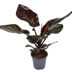 Philodendron 'Black Cardinal' 19cm