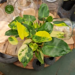 Philodendron 'Burle Marx Variegata' 9cm