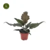 Philodendron 'Caramel' -Garden Care Supply Store philodendron caramel 542x542 62987f5c9da35 l