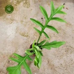 Philodendron 'Cinderella'