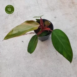 Philodendron 'Dark Lord'