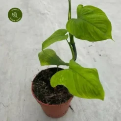 Philodendron Fibraecataphyllum