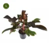 Philodendron 'Florida Bronze' -Garden Care Supply Store philodendron florida bronze 1200x1200 64009e7d9c26c l