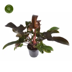 Philodendron 'Florida Bronze'