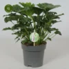 Philodendron 'Grizzly' -Garden Care Supply Store philodendron florida bronze 3456x3456 6400a06d3ddcc l