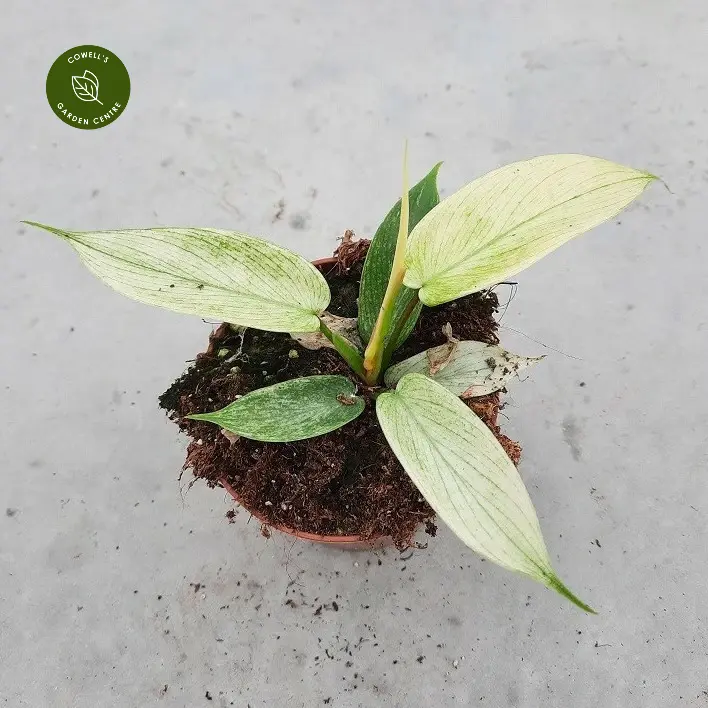 Philodendron 'Florida Ghost' 12cm 4 Philodendron 'Florida Ghost' 12cm - Image 2