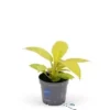 Philodendron 'Goldstar' -Garden Care Supply Store philodendron goldstar 373x373 61fbb3ad5cf97 l