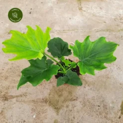 Philodendron 'Lickety Split'