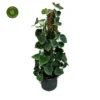 Philodendron Lupinum -Garden Care Supply Store philodendron lupinum 680x680 638dd6f0082cb l
