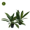 Philodendron Campii 'Lynette' -Garden Care Supply Store philodendron lynette 600x600 63bd39bc54fe9 l